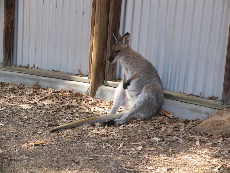 Lone Pine Sanctuary (8).jpg